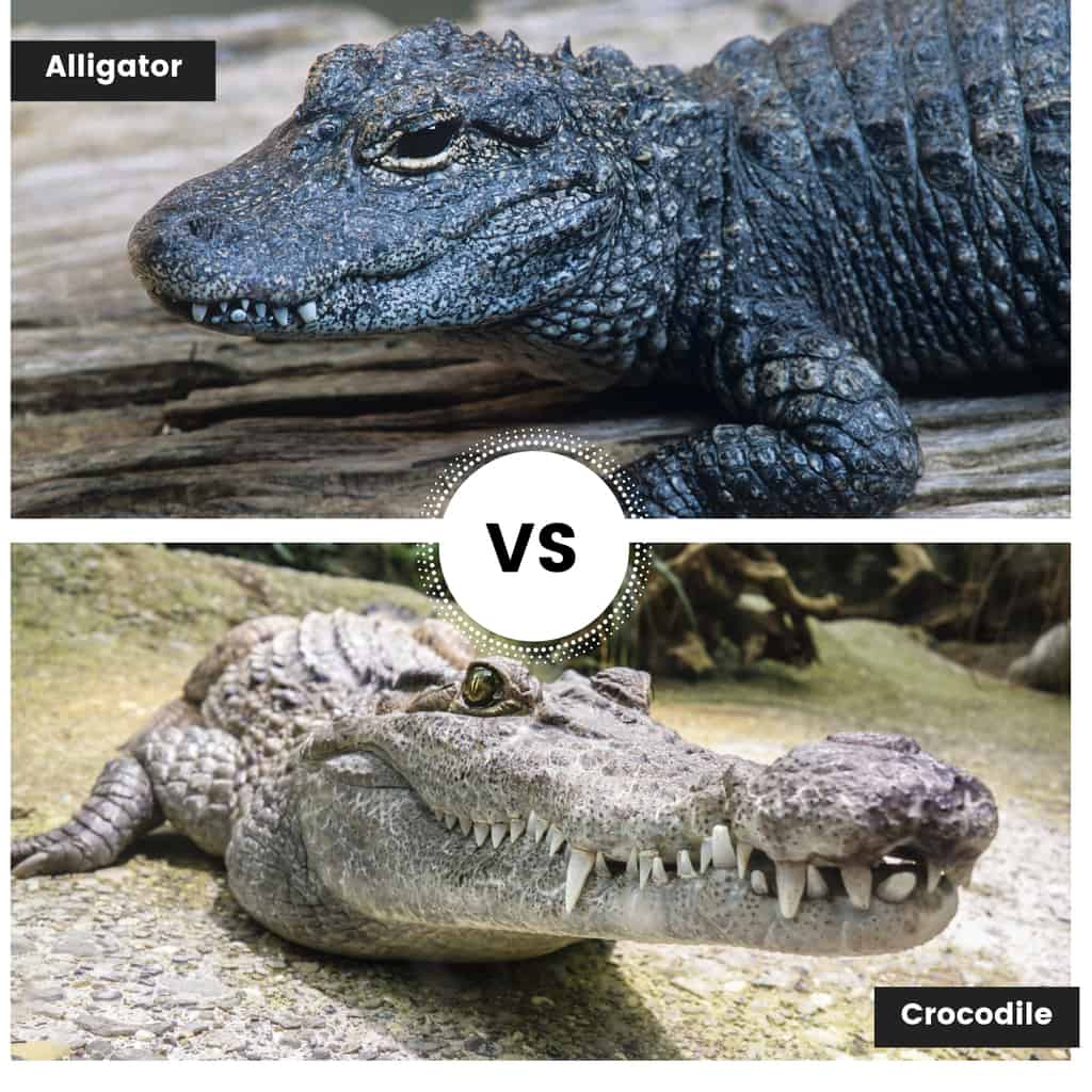 Cá sấu Alligator và Crocodile