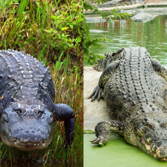 Da Cá Sấu Crocodile vs Alligator: So Sánh & Cách Nhận Biết