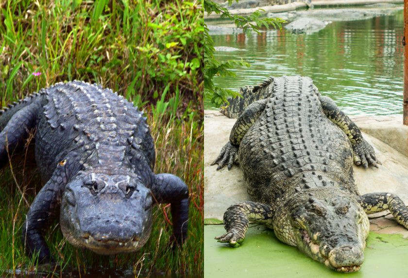 Da Cá Sấu Crocodile vs Alligator: So Sánh & Cách Nhận Biết